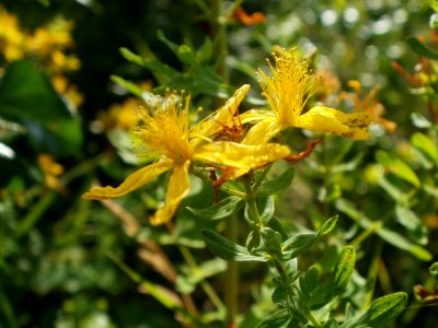 20120626Hypericum_perforatum8