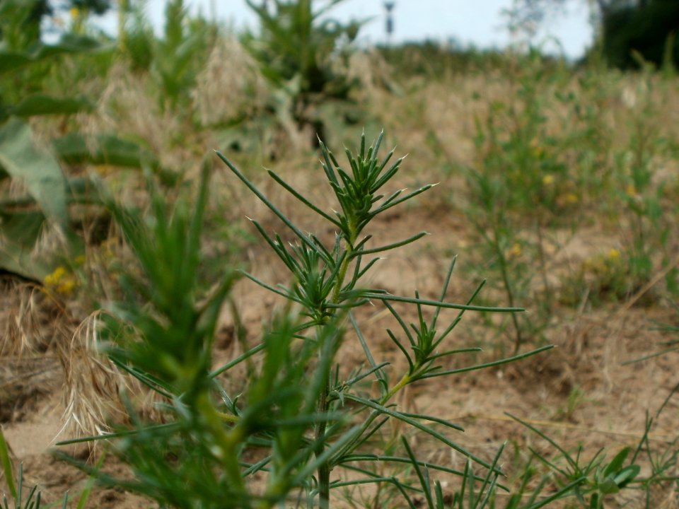 20120624Salsola_tragus2