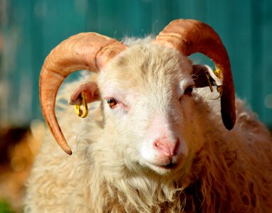 Animals sheep mecklenburg