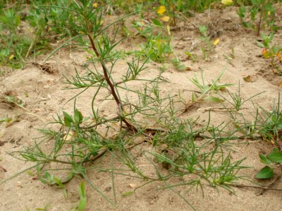 20120624Salsola_tragus4