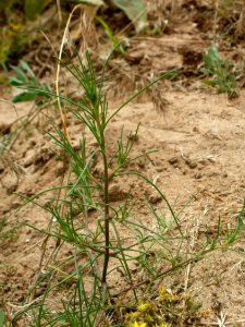 20120624Salsola_tragus3
