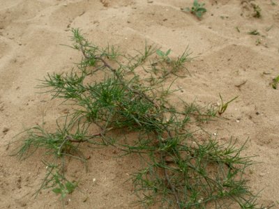 20120624Salsola_tragus8