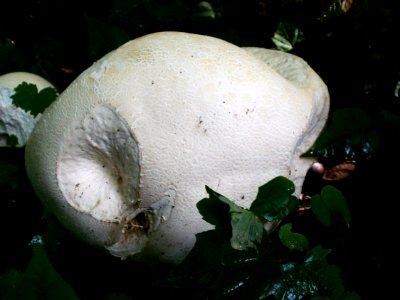20120629Calvatia_gigantea4