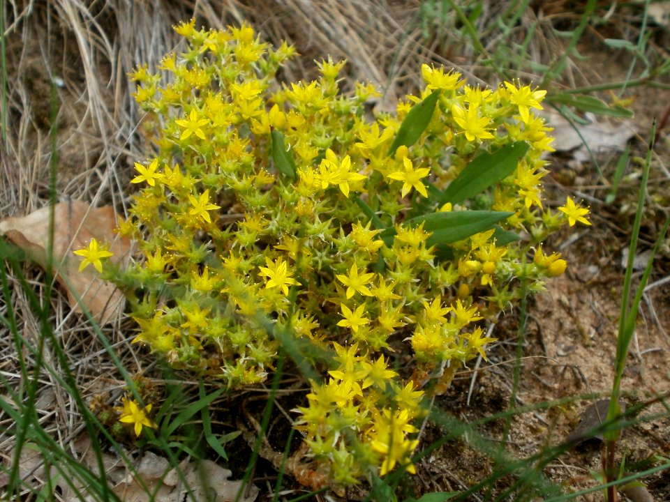 20120624Sedum_acre1