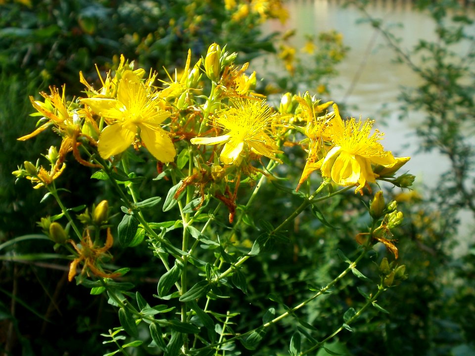 20120629Hypericum_perforatum1