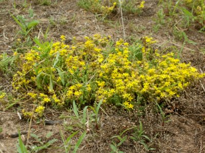 20120624Sedum_acre4