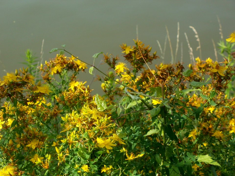 20120629Hypericum_perforatum3