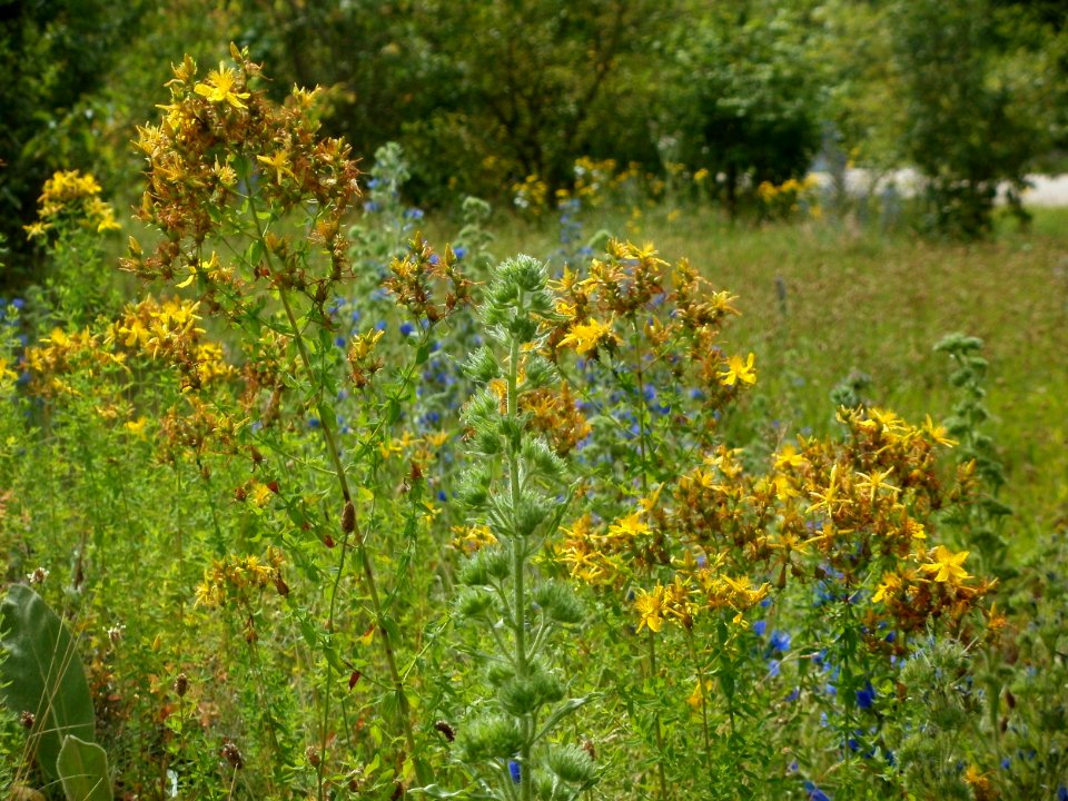 20120627Hypericum_perforatum1