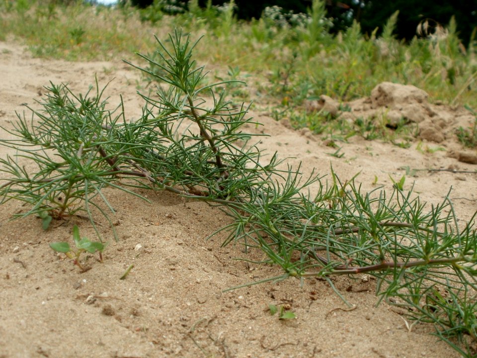20120624Salsola_tragus9