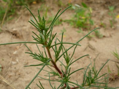 20120624Salsola_tragus5