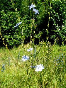 20120626Cichorium_intybus