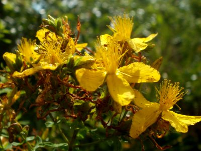 20120626Hypericum_perforatum7