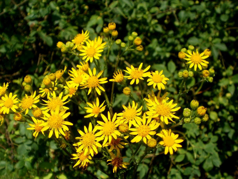 20120626Jacobaea_vulgaris