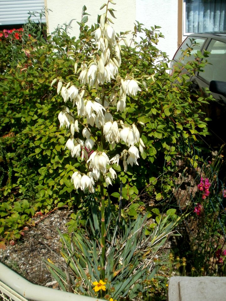 20120626Yucca_gloriosa1
