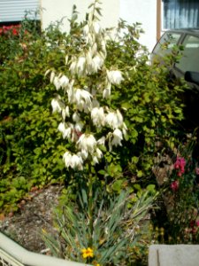 20120626Yucca_gloriosa1