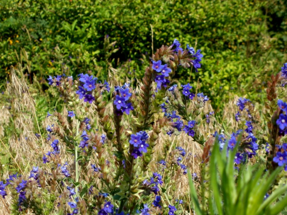 20120626Anchusa_officinalis3
