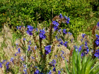 20120626Anchusa_officinalis3