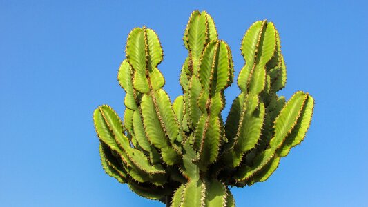 Cactus thorns plant