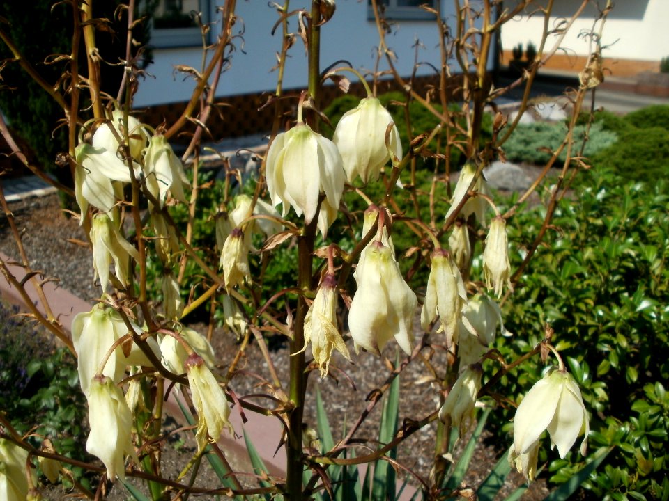 20120626Yucca_gloriosa3
