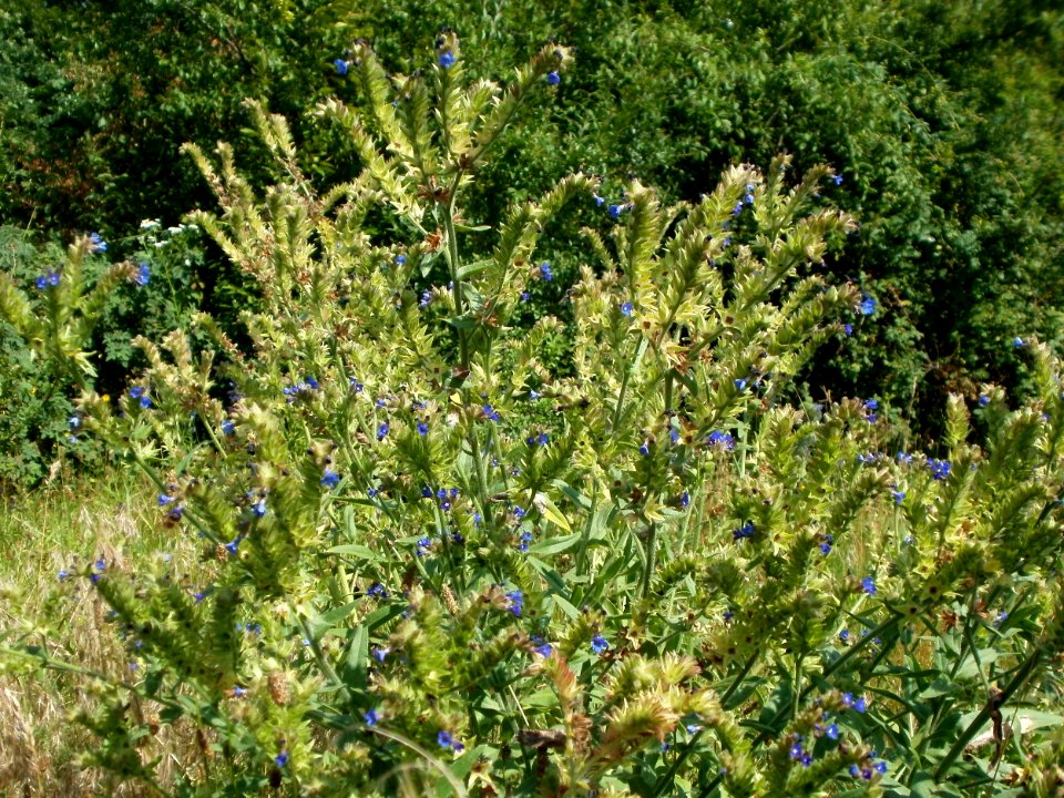 20120626Anchusa_officinalis2
