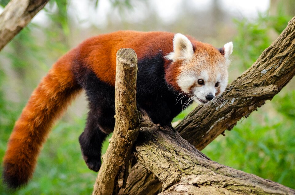 Lesser panda mammal nature