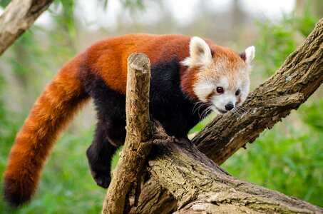 Lesser panda mammal nature photo