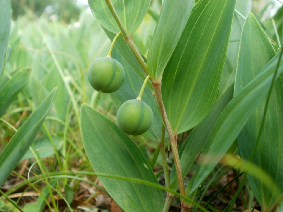 20120624Polygonatum_odoratum4