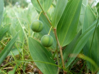 20120624Polygonatum_odoratum4