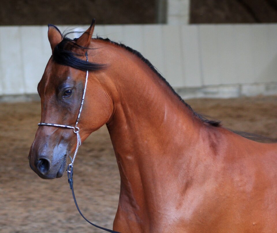 Stallion arabian horse ride