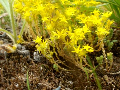 20120624Sedum_acre3