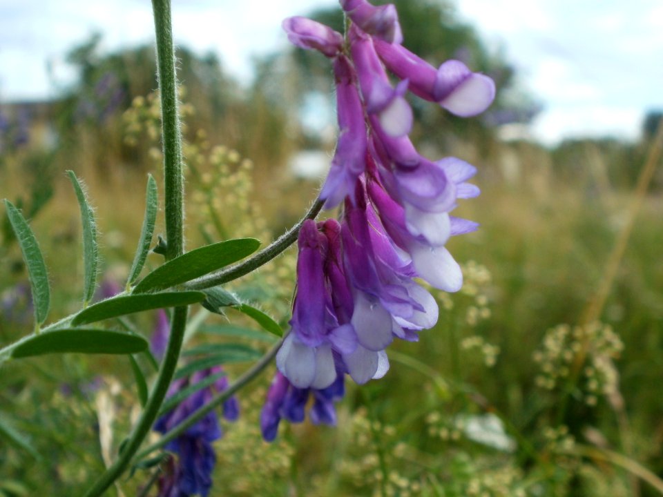 20120625Vicia_villosa4