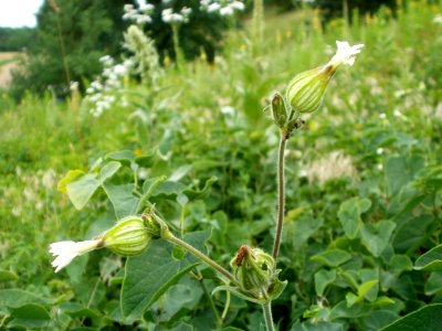20120624Silene_latifolia