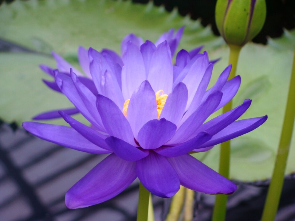 Blue lotus nympheaceae careulea