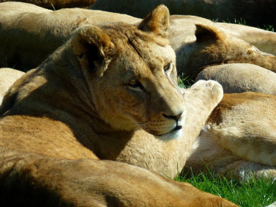 Longleat sun bathing cuddles