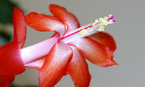 Blossom bloom flowering stems