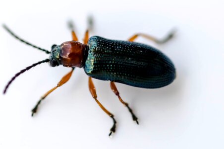Fly insect macro