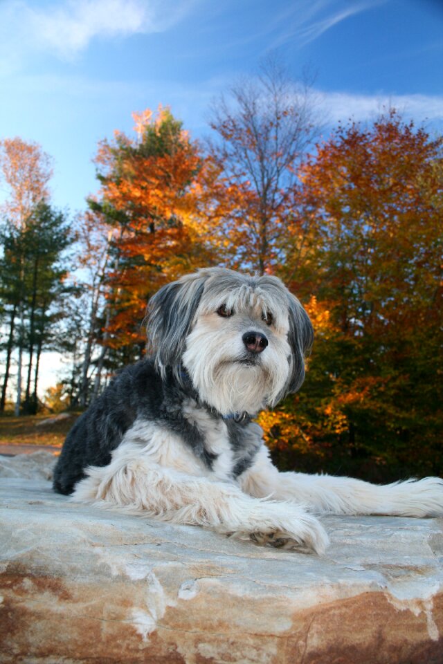 Fall leaves cute