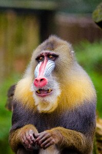 Mandrill monkey primate photo