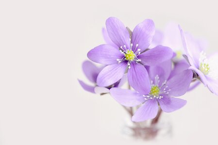Hepatica purple purple spring flower photo