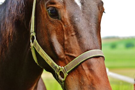 Eat paddock brown