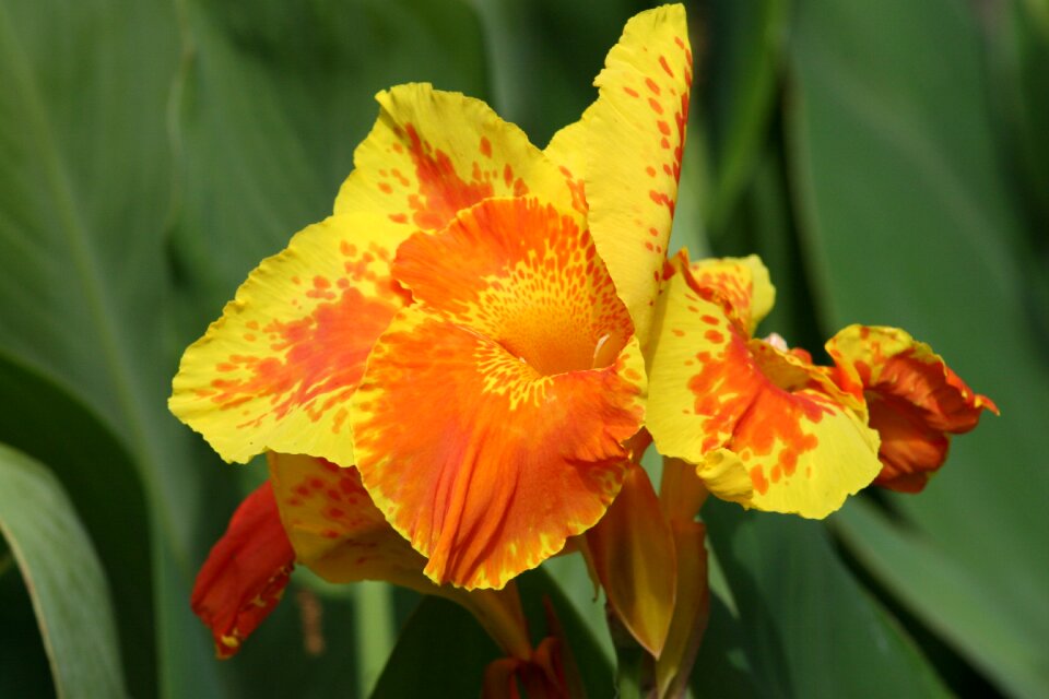 Iris plant flower