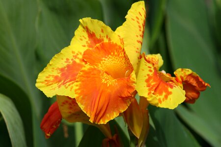 Iris plant flower photo