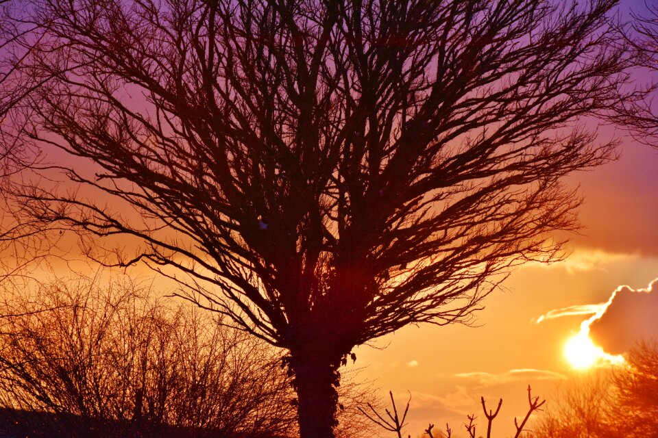 Sky abendstimmung tree