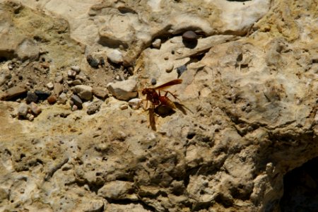 2012.09.14.105300_Wasp_Mather_Point_Grand_Canyon_Arizona