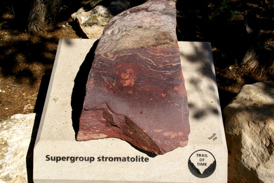 2012.09.14.121049_Supergroup_stromatolite_Yavapai_Point_Grand_Canyon_Arizona