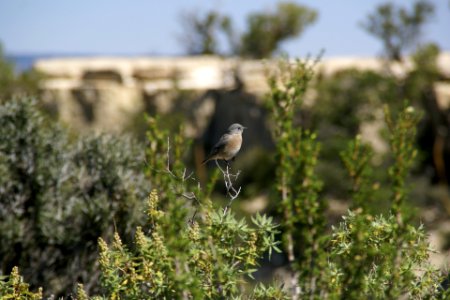 2012.09.14.111546_Sialia_mexicana_female_Mather_Point_Grand_Canyon_Arizona