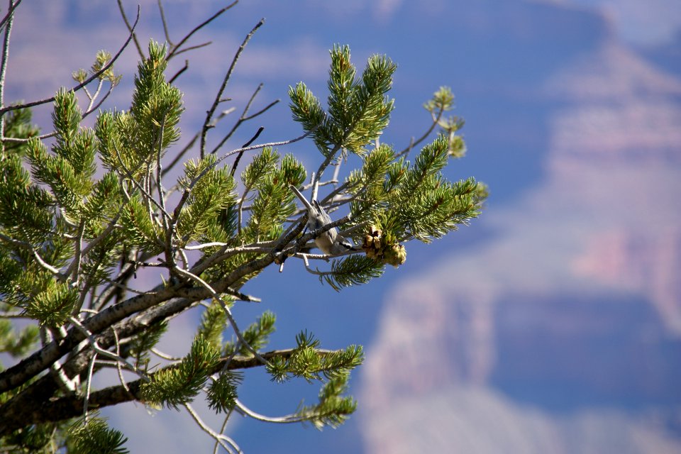 2012.09.14.092908_Poecile_gambeli_Mather_Point_Grand_Canyon_Arizona
