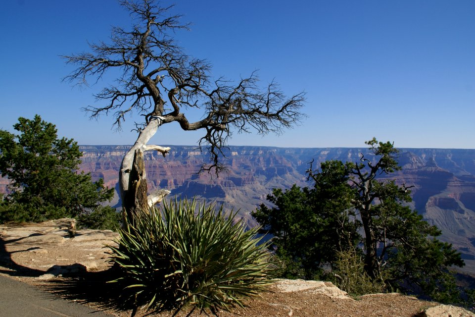 2012.09.14.091814_Tree_Mather_Point_Grand_Canyon_Arizona
