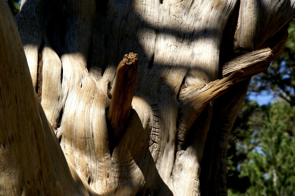 2012.09.14.122148_Tree_Yavapai_Point_Grand_Canyon_Arizona