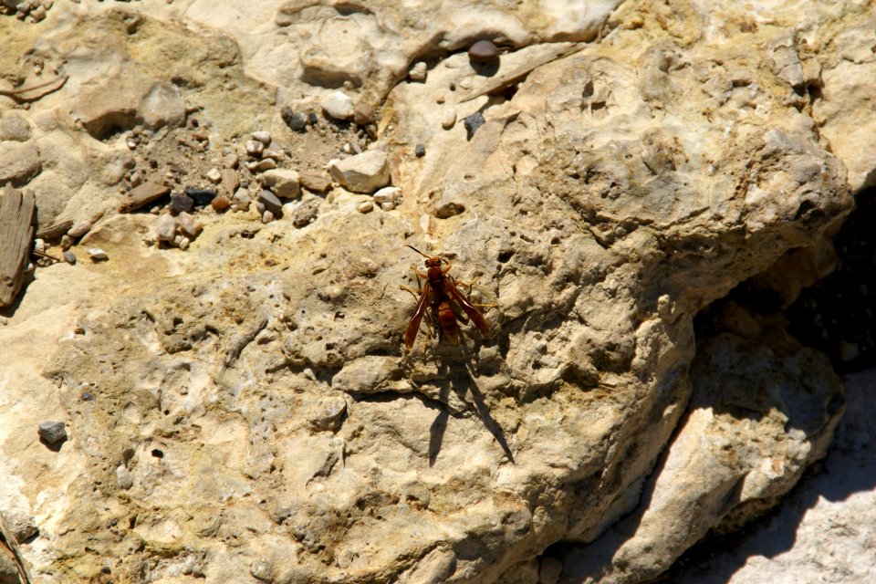 2012.09.14.105255_Wasp_Mather_Point_Grand_Canyon_Arizona